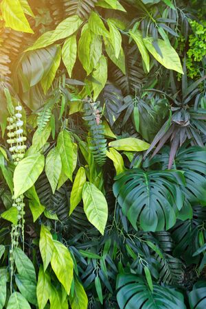 Tropical leaves and flowers background. Nature background of vertical garden with tropical green leafの写真素材