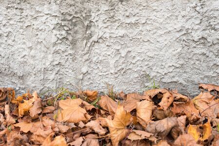 Orange autumn leaves background. Colorful backround of fallen autumn leaves for seasonal use. Dry maple leaves lie on the ground. Space for text.の写真素材