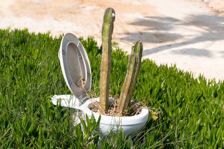 Sharp painful cactus growing inside a white toilet pot. Pain and irritation, hemorrhoid concept.の写真素材