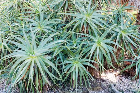 Aloe vera plants, tropical green plants. Aloe arborescens in botanical garden, Portugal.の写真素材