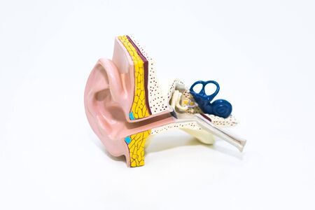 Artificial human ear model on white background. Plastic colorful ear model. Medical theme or science classes.の写真素材