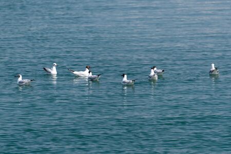 Seagulls floating on calm sea water surface. Flock of seagulls in blue water on bright sunny day.