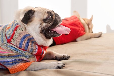 Happy pets pug dog and french bulldog dressed in knitted sweaters at home waiting for their owner....