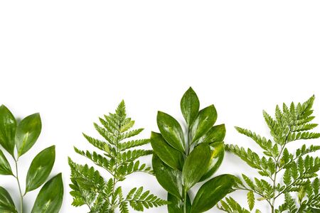 Fresh green leaves on white background. Flat lay, top view, copyspace. Nature design, spring and...