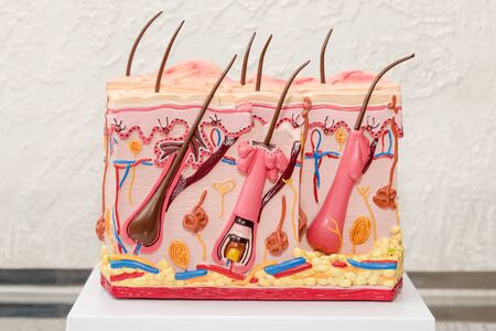 The Human Skin Cross-Section plastic model. Detailed human skin structure with hair on the table in clinic for education. Free space for textの写真素材