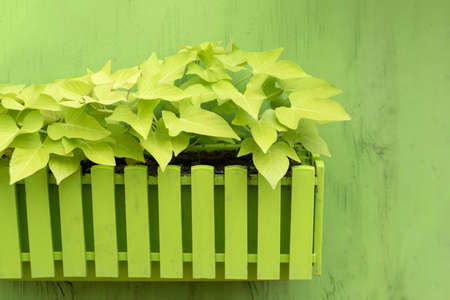 Plants in wooden pot on green background. Green wall, eco friendly vertical garden. Potted plant in outdoor gardenの写真素材