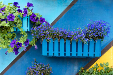 Plants and flowers in wooden pots on colorful painted background. Green wall, eco friendly vertical garden. Potted plants in outdoor gardenの写真素材