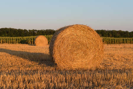 Round straw bales in harvested field in the evening. Field with straw rolls in late summerの写真素材