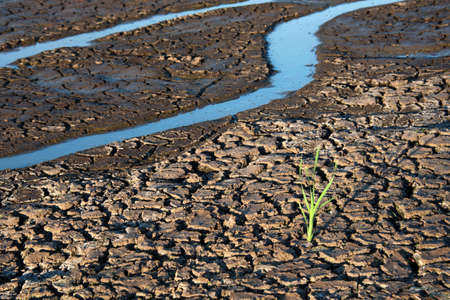 Lonely green sprout in dry cracked ground. Green plant growing through cracks in the ground, nature...