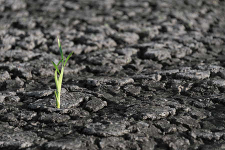 Lonely green sprout in dry cracked ground. Green plant growing through cracks in the ground, nature...
