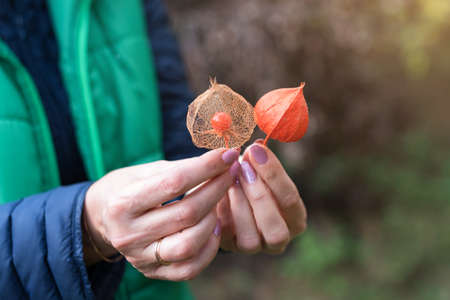 Physalis peruviana fruit, ripe goldenberries with dry leaves in female hands. Woman holding...