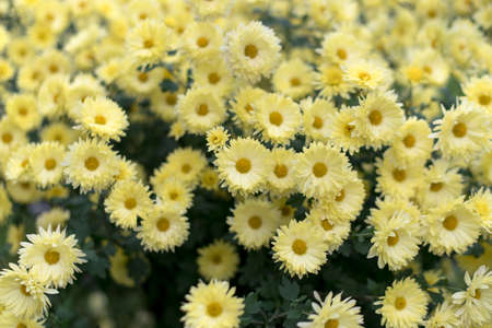 Yellow chrysanthemums in the autumn garden. Nature autumn floral background. Chrysanthemums blossom season, selective focus.の写真素材