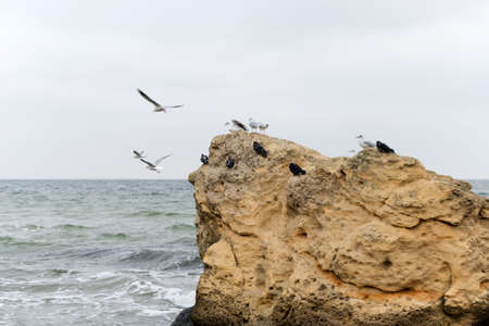 Seagulls on big rocks on the Black Sea coast in bad cold stormy weatherの写真素材