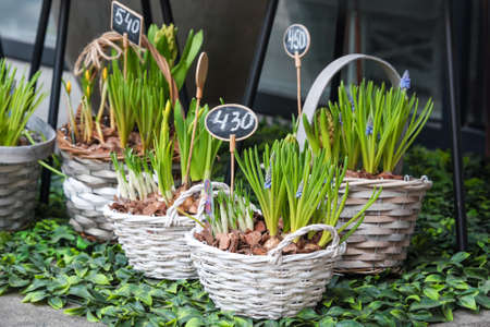 Flowers for sale at flower market. Bulbous perennial flowers for the garden. Early spring bulbs and crocuses growing in baskets.の写真素材