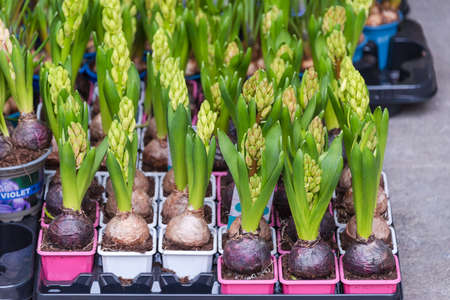 Flowers for sale at flower market. Bulbous perennial flowers for the garden, Early spring hyacinth...