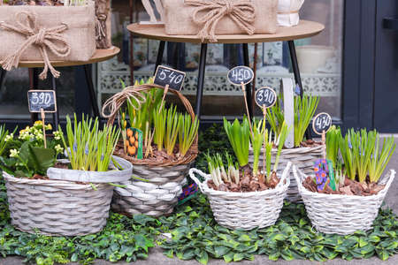 Flowers for sale at flower market. Bulbous perennial flowers for the garden, Early spring hyacinth...