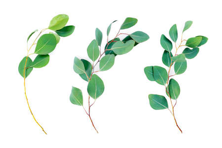 Eucalyptus branches isolated on white background. Eucalyptus leaves, flat lay, top view with...