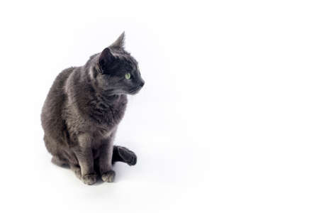 Russian blue cat isolated on white looking right with copy space for textの写真素材
