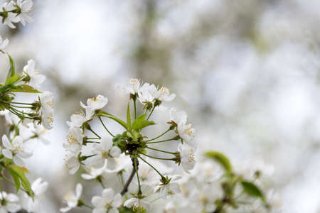 Cherry blossom in spring with soft focus, sakura season, blooming brunch, nature spring background