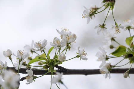 Cherry blossom in spring with soft focus, sakura season, blooming brunch, nature spring background.の写真素材