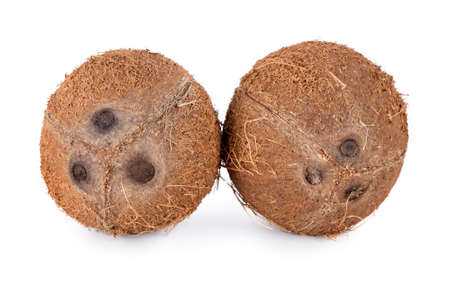 Whole coconuts isolated on white background. De-husked coconut fruits showing the characteristic three poresの写真素材