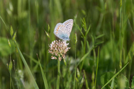 Butterfly in the grass on a meadow closeup. Beautiful summer nature