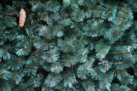 Texture of wall decorated with green pine fir branches, fir cones, Christmas decorations background. Spruce evergreen textureの写真素材