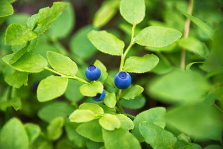 Blueberries on the bush, shrub of blueberries. Berries growing in the garden. Blueberry bush, Vaccinium corymbosum closeup. Gardening, forest berries, nature organic antioxidants.の写真素材