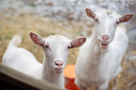 White goats on a farm in winter