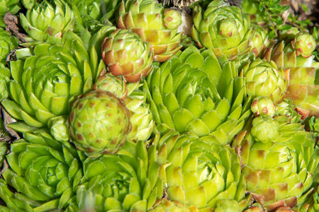 Succulents growing on rocks. Desert garden with succulents. Closeup of cacti growing between rocks on a mountain. Indigenous South African plants in nature. Modern gardening, cactus close up.の写真素材