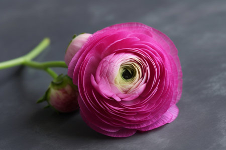 Pink ranunculus on black, macro shot of persian buttercup, closeup blooming pink flower as a wallpaper, horizontal photo. AI generatedの素材