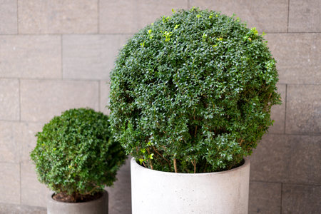 Minimalist concrete planters with trimmed green bushes placed against a modern tiled wall....