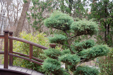 A tranquil scene in a Japanese-style garden, featuring a wooden bridge, artistically trimmed bushes amidst a natural background. The serene ambiance showcases harmony and design in a natural settingの写真素材