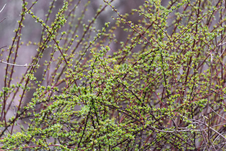 A detailed view of a shrub branch adorned with vibrant green leaves, set against a blurred backdrop to enhance its focus. Highlights nature's vitality and the serene beauty of plant lifeの写真素材