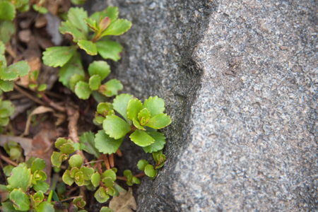 Lush green vegetation sprouts against the backdrop of a textured gray rock, showcasing nature's...