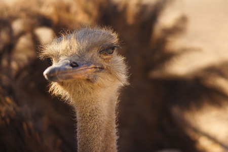 portrait of a proud Ostrich squintの写真素材
