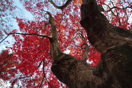 Red Autumn Leavesの写真素材