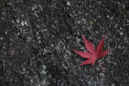 Mapleの写真素材