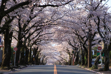 Cherry blossom Tunnelの写真素材