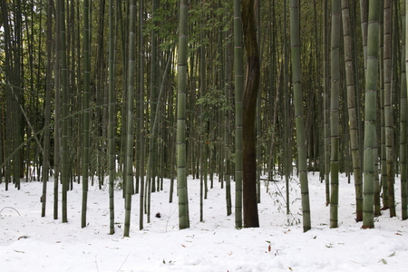 Bamboo Grooveの写真素材