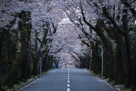 Cherry blossom Tunnelの写真素材