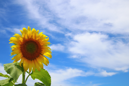 Sunflowerの写真素材