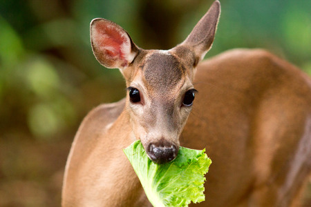 whitetail deerの写真素材