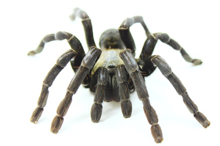tarantula in thailand の写真素材