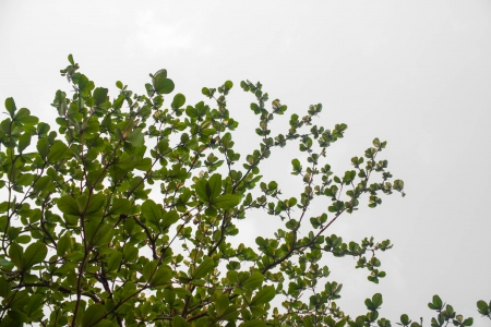 Tropical almond leafの写真素材