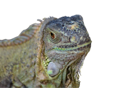iguana の写真素材