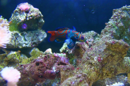 fish in aquariumの写真素材