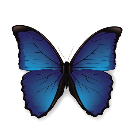 Butterflyのイラスト素材
