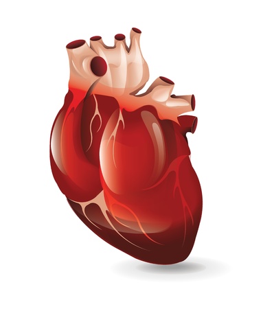 Realistic Heart のイラスト素材