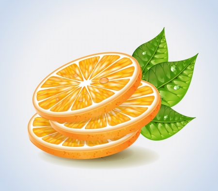 Orange Segments のイラスト素材